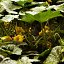 0017-18_flor carbasso